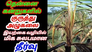 தென்னை குருத்து அழுகல் நோயை அழிக்கும் மிக எளிய முறை