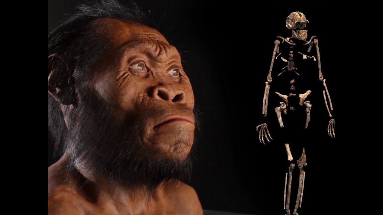 Archaeologists Discover New Species Of Hominid - YouTube