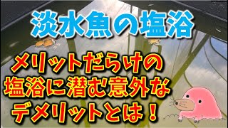 メダカ飼育における塩浴の意外なデメリット