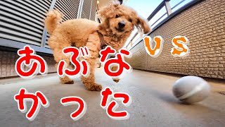 【あぶねぇー！あわや接触！？】犬vsウィキッドボール