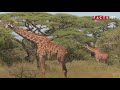 amazing giraffe facts you need to know