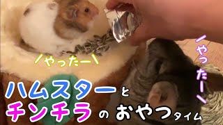 【おやつタイム】チンチラとハムスターの絡みがかわいい  The flirtation of the hamster and chinchilla is cute.