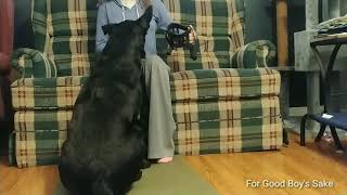 Muzzle Conditioning Part 1