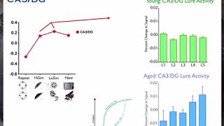 Relating the age related decline in long term memory to hippocampal structure and function