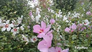 BLOOMS HIBISCUS BEAUTIFUL FLOWERS ..SEOUL KOREA 🇰🇷