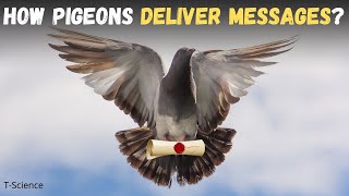 தூது யாருக்கு என்று புறாக்களுக்கு எப்படி தெரியும்? | Pigeon post | Saru | T-Science