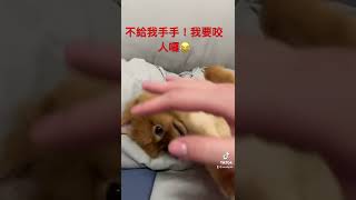 #博美犬 #可樂🐶#小奶狗