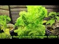 Kratky Hydroponic Lettuce