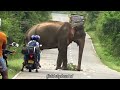 a brutal attack by an angry wild elephant😱😱⁉️️