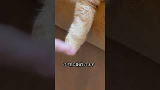 ミミ様夏バテ中#猫 #cat #猫動画