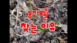 몸 가누기도 힘들었던 산행 # 그냥 서 # 입변 서