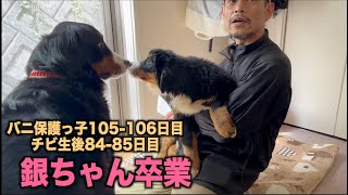 銀ちゃん卒業！大きく成長したね！【バニ保護っ子105 106日目】