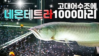 평생의 소원.. 네온테트라 1000마리를 넣어봅니다