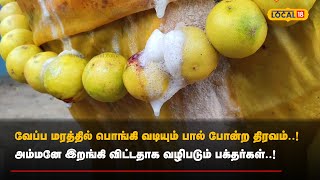 Tanjavur | வேப்ப மரத்தில் பொங்கி வடியும் பால் போன்ற திரவம்..!  | #Local18