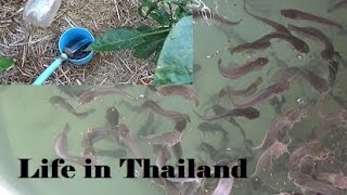 Catfish (Clarias batrachus) Farm Update #10, Watering the garden.