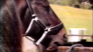 Harness Racing,Harold Park-1993 (Westburn Grant-Vic Frost)