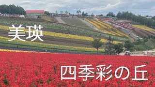 【北海道・美瑛】四季彩の丘 2024 7月26日 #hokkaido #biei