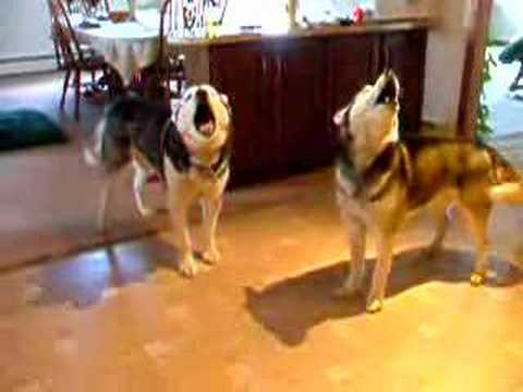 Singing Huskies Youtube