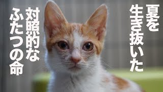 棄てられ保護子猫と終末期のボス猫、対照的な命の数奇な縁   The legendary boss cat 'Yongo/Kuro' Ep.33(and the rescued kitten)