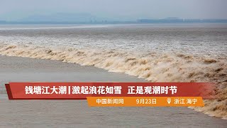 钱塘江大潮丨激起浪花如雪 正是观潮时节