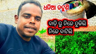 Aji Dhaniya Chatuni Kali ||ବାଡ଼ି ରୁ ନିଜେ ତୁଳିଲି ନିଜେ ବାଟିଲି