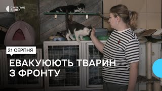 Евакуюють тварин з фронту: волонтери з Дніпра рятують собак та котів