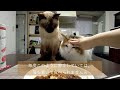 飼い主の夕食に圧力をかけまくる元野良の保護猫＆美人猫ｗｗ【シャム猫・シャムミックス ノルウェージャンフォレストキャット】