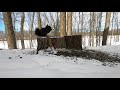 backyard tree stump feeder march 11 2021