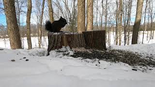 Backyard Tree Stump Feeder - March 11, 2021