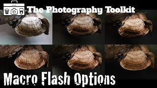 Best Options for Macro Flash Photography - The Photography Toolkit