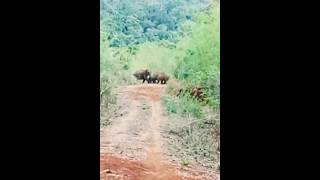 ដំរីនៅដែនជម្រកសត្វព្រៃកែវសីមា។ Found elephants in Keo Seima Wildlife Sanctuary, Mondulkiri Province.