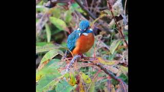 カワセミ狛江地区お父さんショート 2024 12 05 #カワセミ #野鳥 #birds #wildlife #nature #自然観察ぶらり散歩