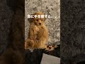 可愛すぎる子犬【トイプードル】