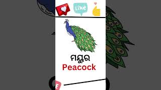 Birds name in odia|| #pakhiranama #oktv #birdsnameodia #odiabirds #odialanguage #pakhiraname #odia