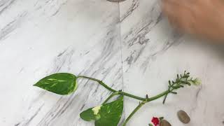 DIY The fish and green radish living together 生活在一起的鱼儿和绿萝