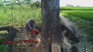 Cut down a large tree in the middle of a rice field, Husqvarna 3120xp chainsaw.