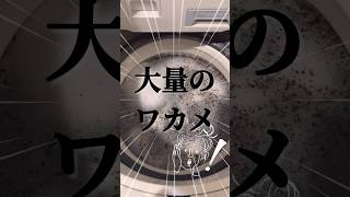 出ました‼️大量のワカメ😱洗濯槽洗浄やらないとヤバいことに…#shorts#洗濯槽クリーナー #洗濯槽掃除 #洗濯 #おすすめアイテム #洗濯洗剤 #ラク家事 #洗剤 #リネンナ