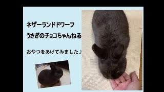 【かわいいうさぎ】チョコちゃんにおやつをあげてみたよ【ネザーランドドワーフ】