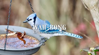 Unique Blue Jay Calls