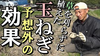 [自然農]　予想外の効果があった　 耕さず草も刈らずに植えた「玉ねぎ」2021年2月20日