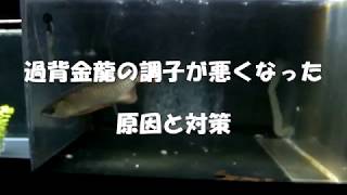 過背金龍の調子が悪くなった　原因と対策　試行錯誤　過背金龍　紅龍　スポッテッドガー　アルビノセネガルス　アロワナ飼育　arowana