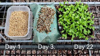 Easyest Method To Grow Coriander At Home