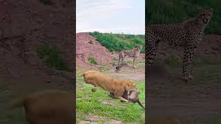 Lion envelops warthog with one leap, close up view of wild animals