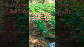 #trending #agriculture #viral #ఈ పంట చూడండి విత్తిన్న 40రోజులకే ఎంత బాగా పెరిగిందో #రైతుకష్టం #పంటలు