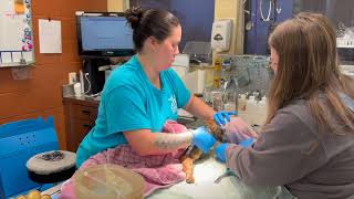 Rescued Gray Fox Released - SPCA Monterey County