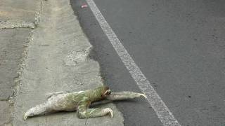 Three-toed sloth crossing the road in Costa Rica