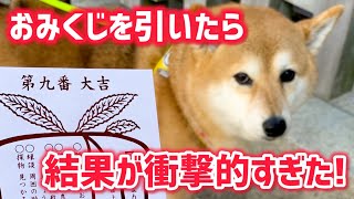 Vol.823 柴犬るな　見たことがないおみくじを引く柴犬【初詣】【柴乃家】【たこ焼き正ちゃん】A Shiba Inu draws a shocking fortune.