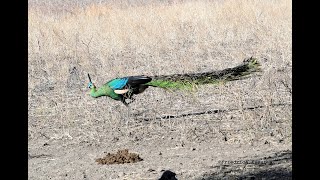 Green Peacocks / Pavo muticus muticus