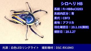 【出品個体】シロヘリミドリツノカナブンHB Fr-HBBoC0203(青)【20200127】