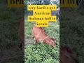 million dollar worth american brahman calf in kerala